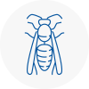 Raunds Wasp Nest Removal